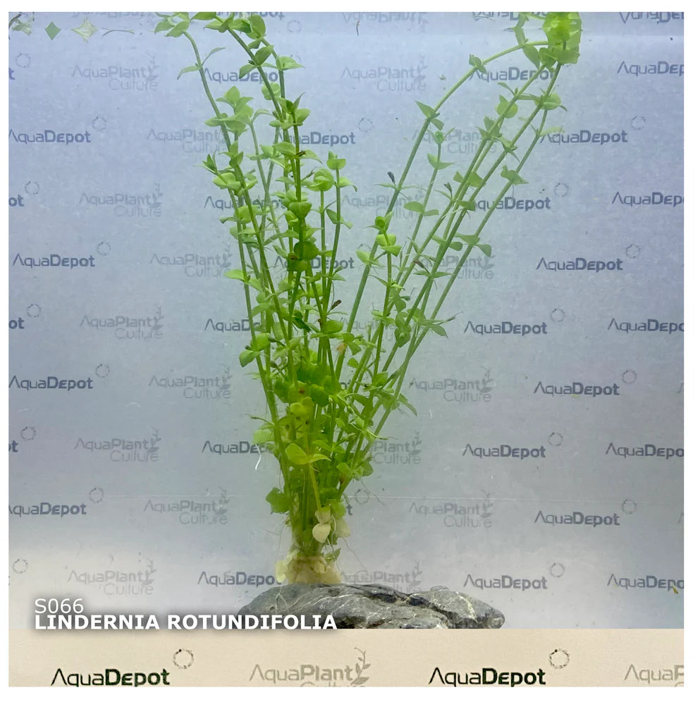 Lindernia rotundifolia