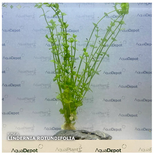 Lindernia rotundifolia