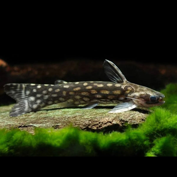 Galaxy Wood Catfish 3cm
