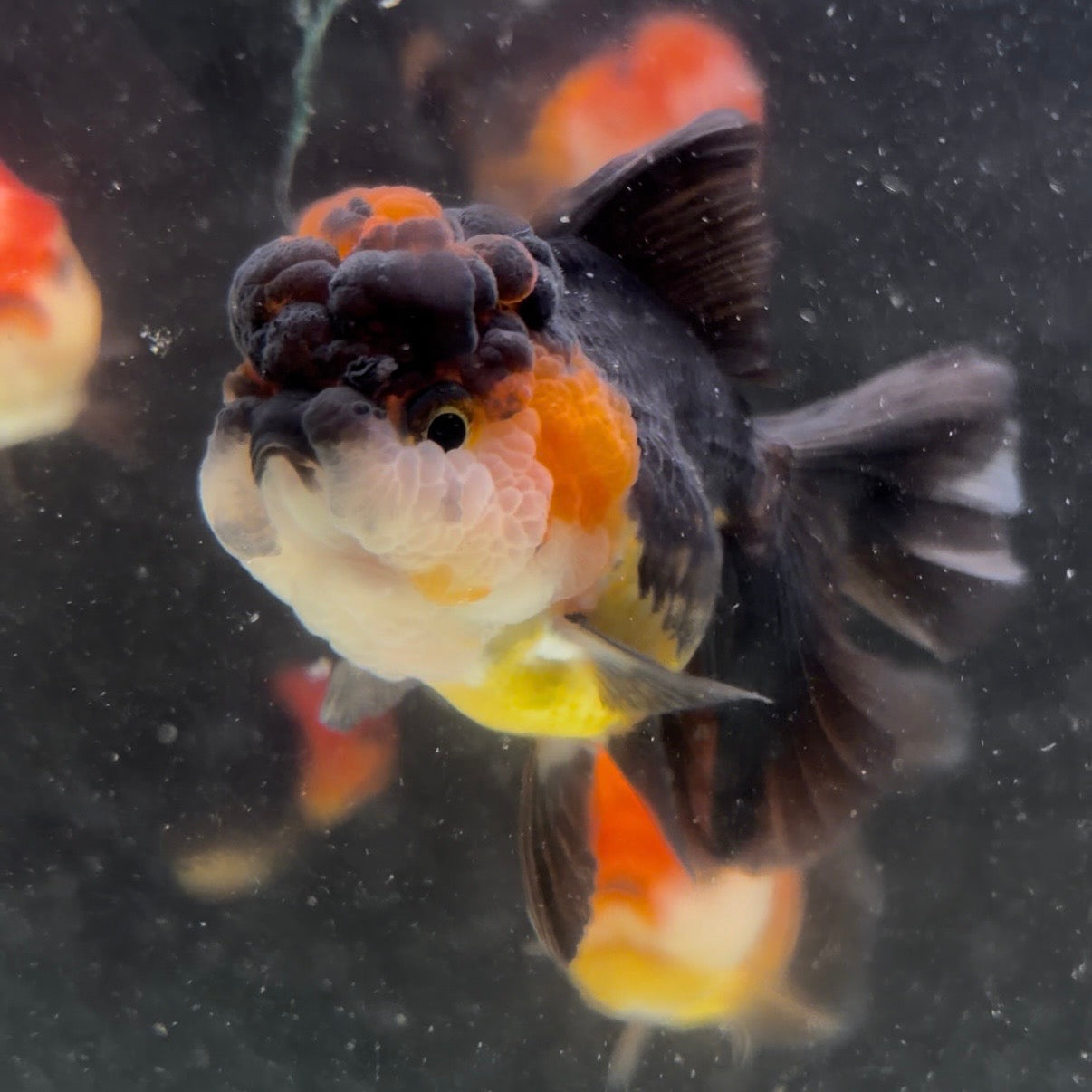 Tri Colour Oranda Tanchu 10cm
