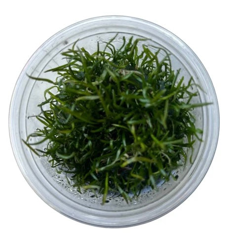 Lilaeopsis brasiliensis Tissue Culture