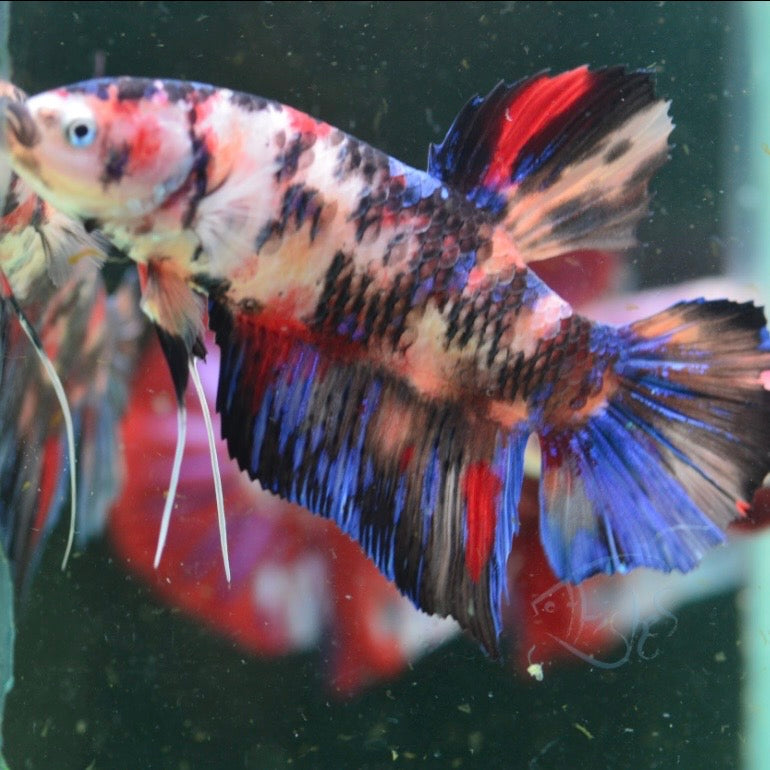 Giant Multicolour HMPK Male 6-7cm