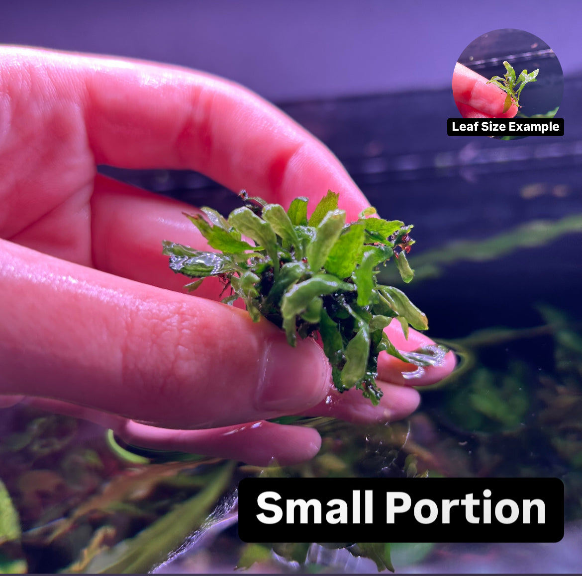 Mini Java Fern ‘Microsorum pteropus’ Aquarium Aquatic Fish Tank Plant