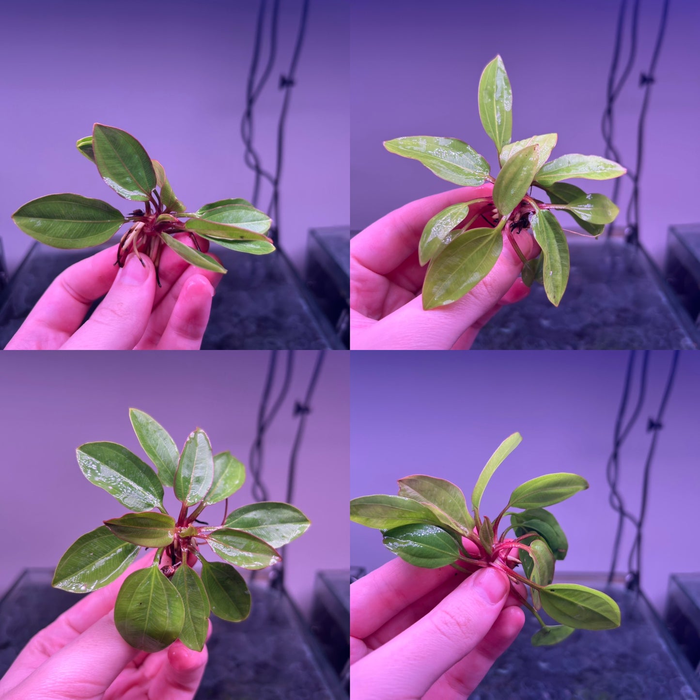 Echinodorus AC Sunrise ★