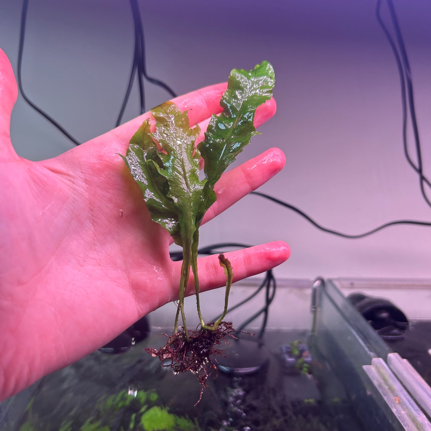 Java Fern ‘Tropica’ - Emersed Grown Super RARE