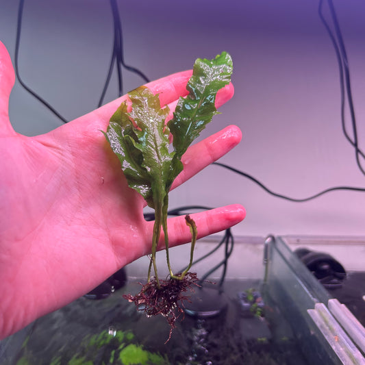 Java Fern ‘Tropica’ - Emersed Grown Super RARE