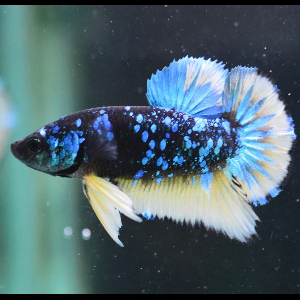 Blue Avatar Halfmoon Plakat Male Betta 4cm