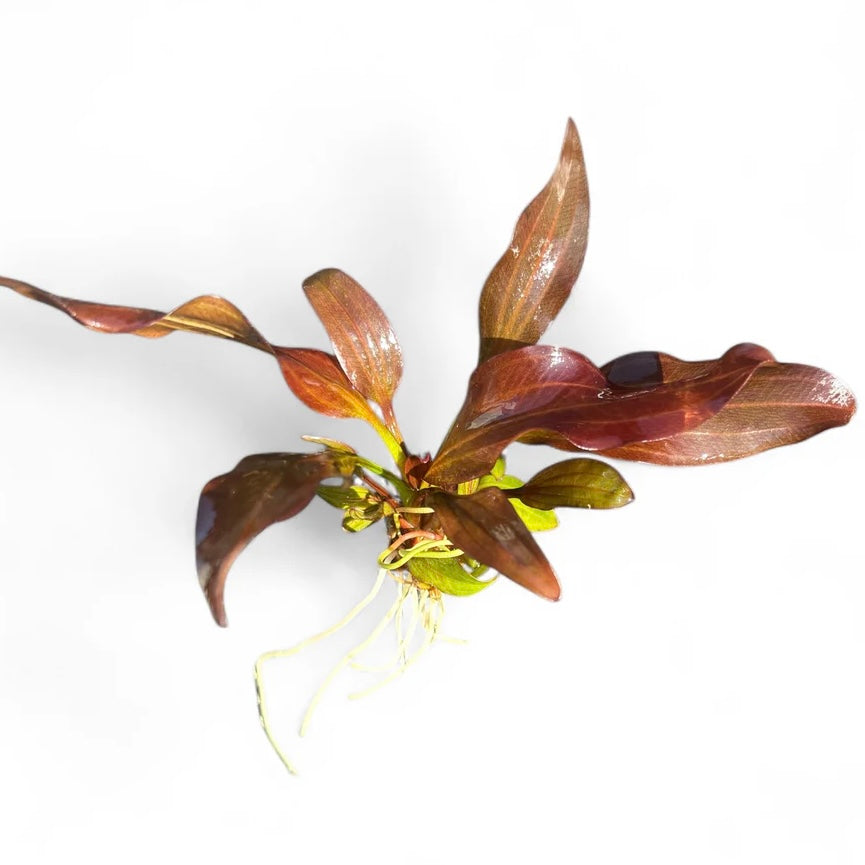 Echinodorus radican 'Big Bear'