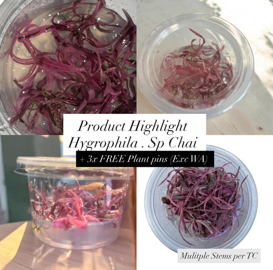 Hygrophila Sp Chai - Tissue Culture