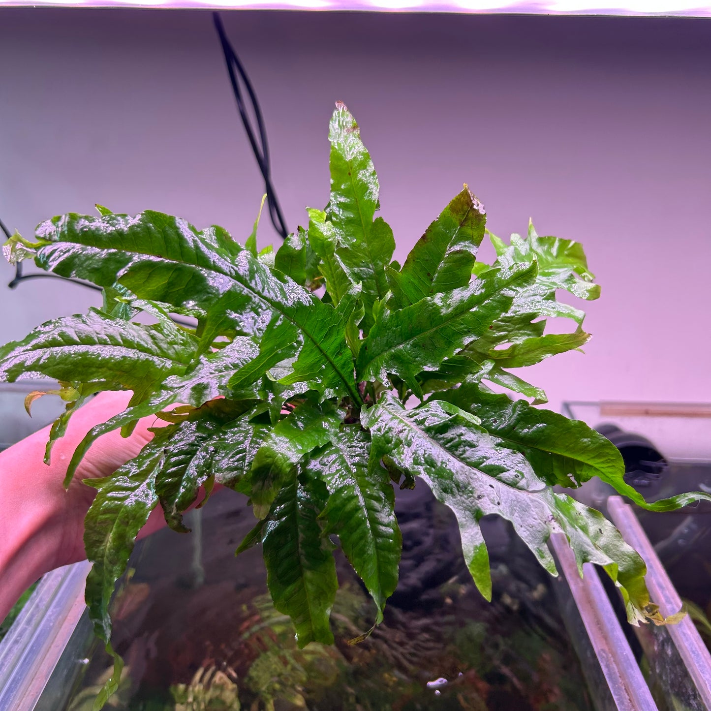 Java Fern ‘Tropica’ - Emersed Grown Super RARE