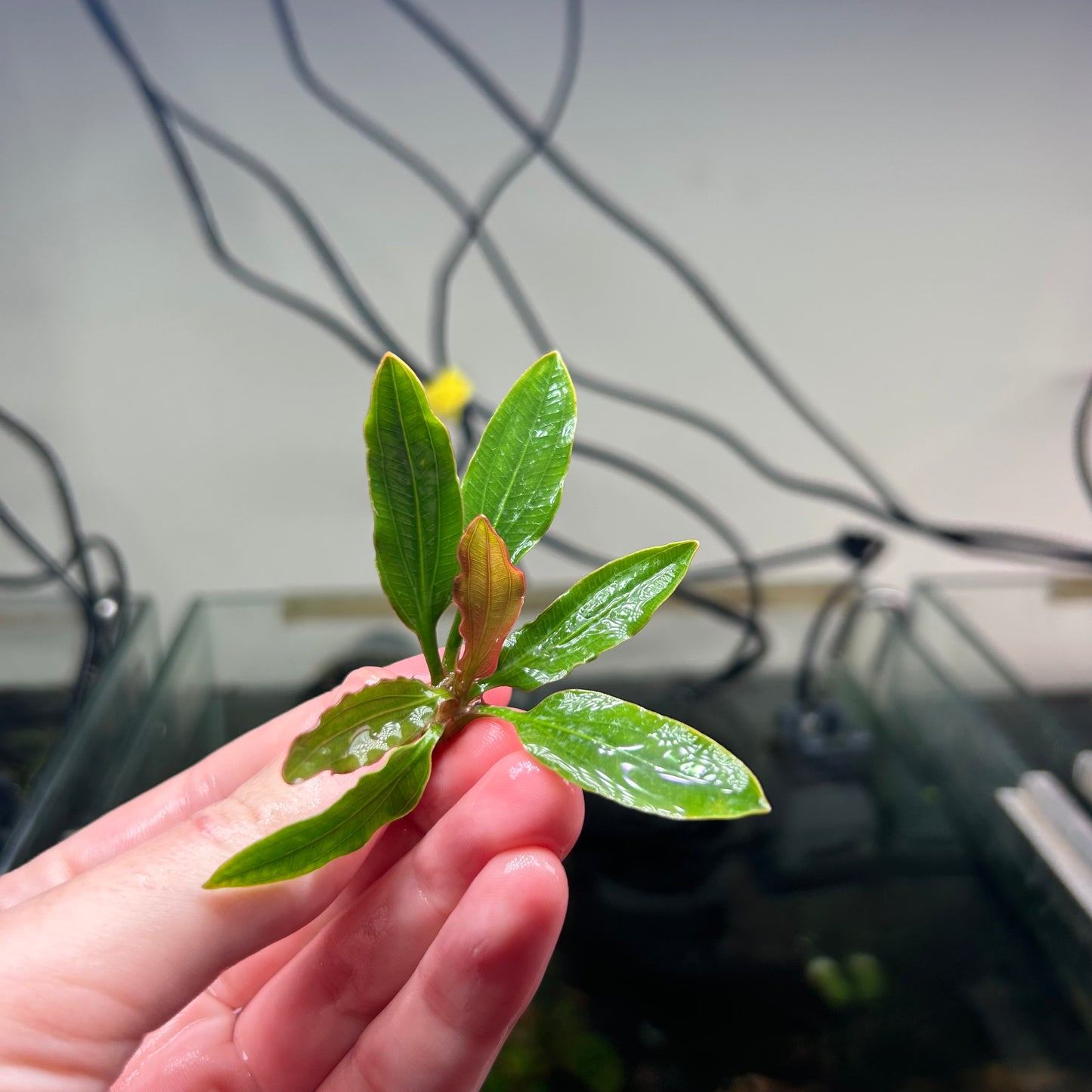 Echinodorus Fancy Twist - Emersed Grown