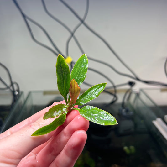Echinodorus Fancy Twist - Emersed Grown