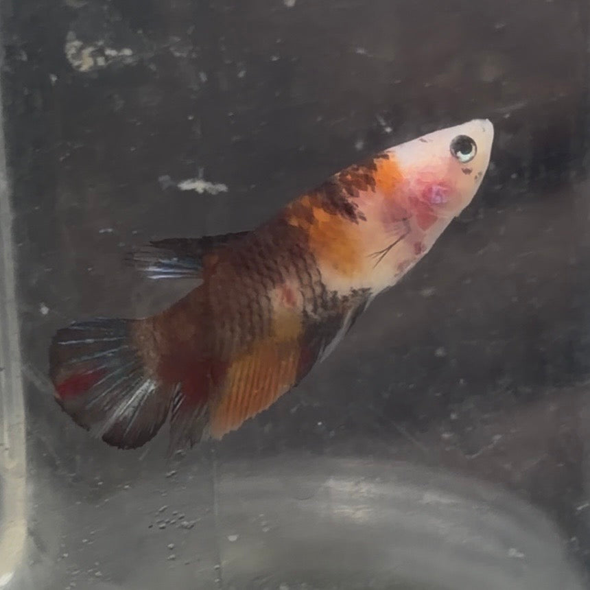 Halfmoon Koi Betta Female 3.5cm (Random Selection)
