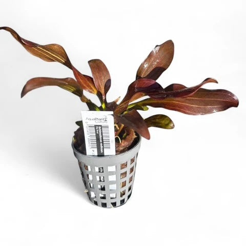 Echinodorus radican 'Big Bear'