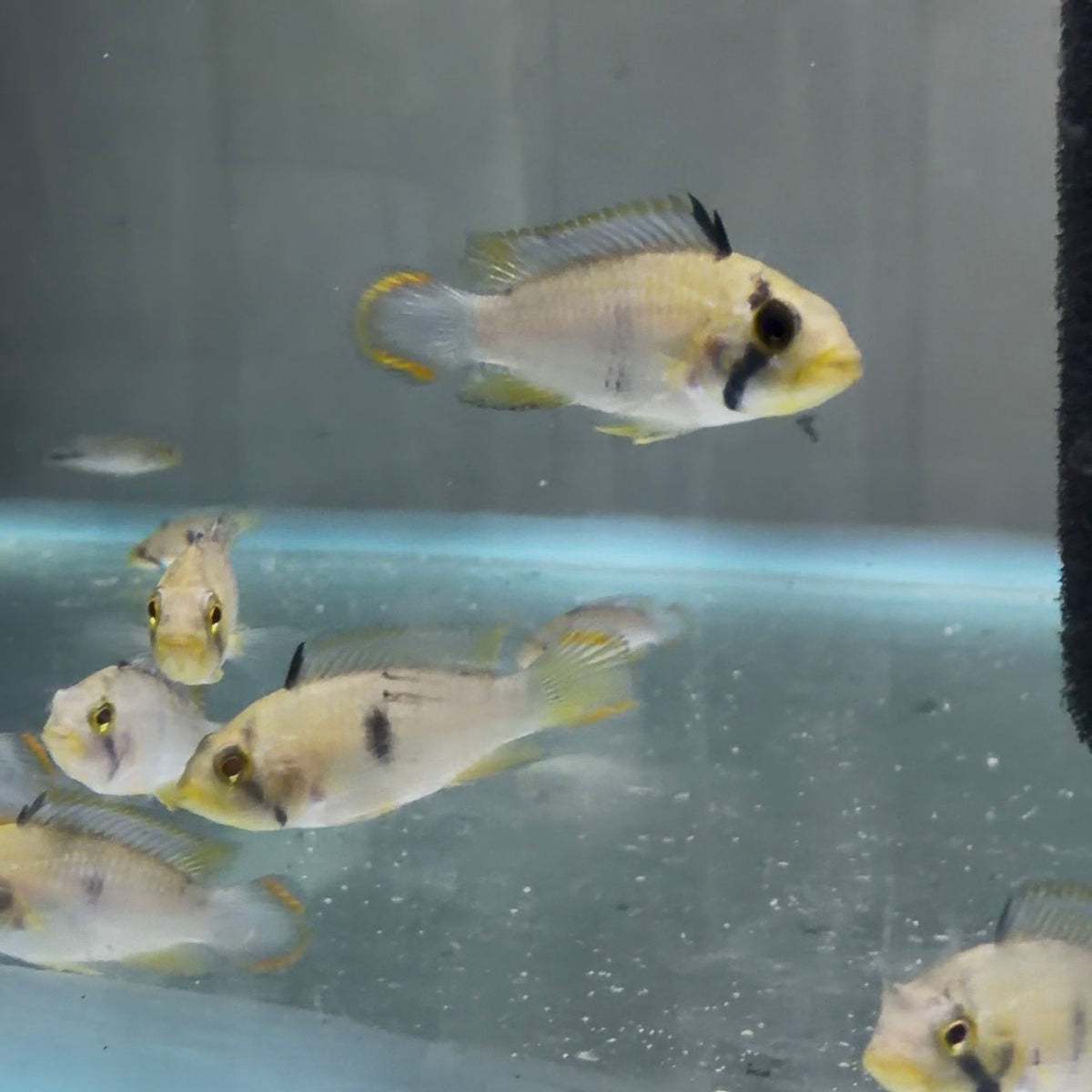 Apistogramma panduro 3.5cm