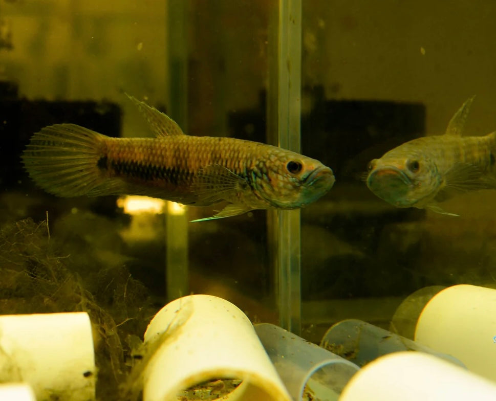 Betta Antuta Wild Pair 7-10cm