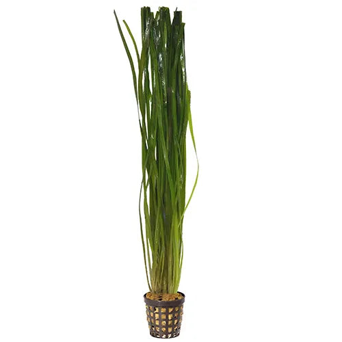 Thin Vallisneria