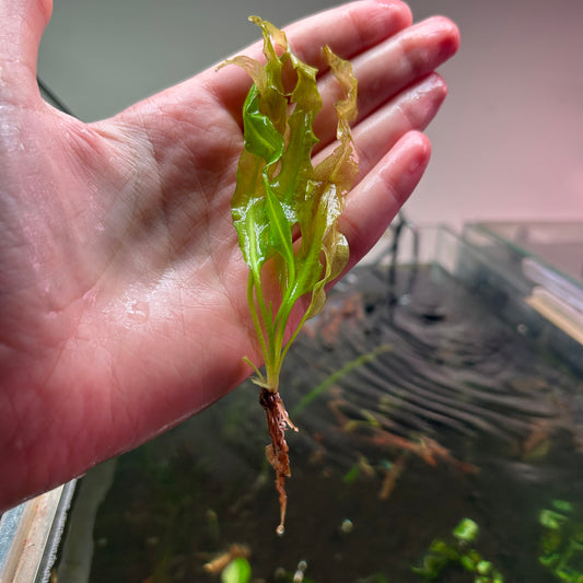 Aponogeton Crispus - Aquarium plant