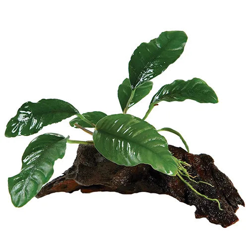 Anubias Coffeefolia - Medium Driftwood