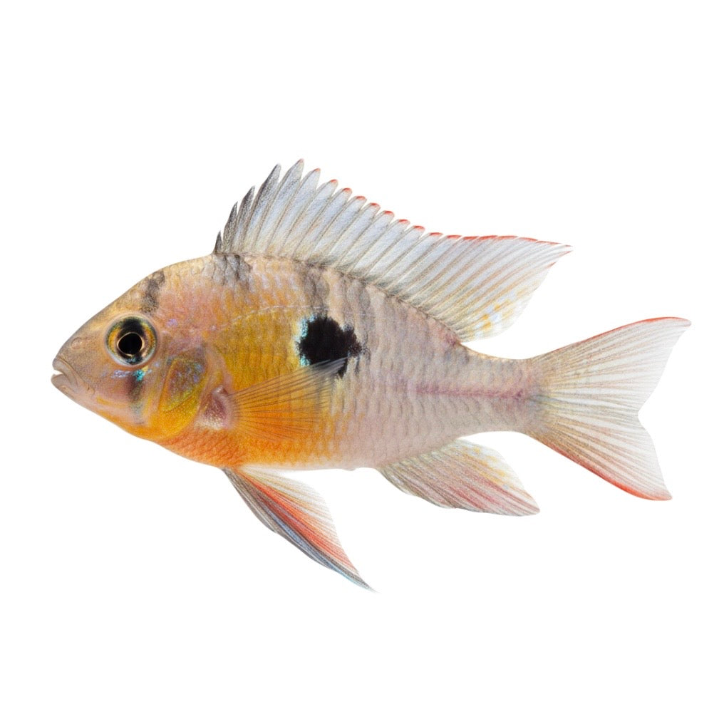 Bolivian Butterfly Ram Mikrogeophagus altispinosus 3.5cm