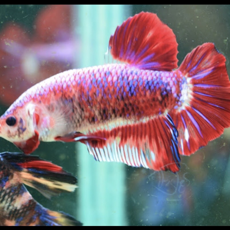 Giant Multicolour HMPK Male 6-7cm