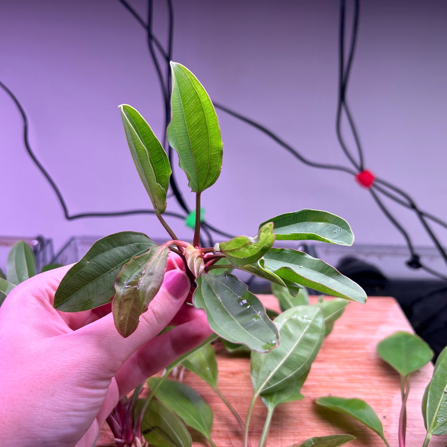 Echinodorus AC Sunrise BULK *Special*