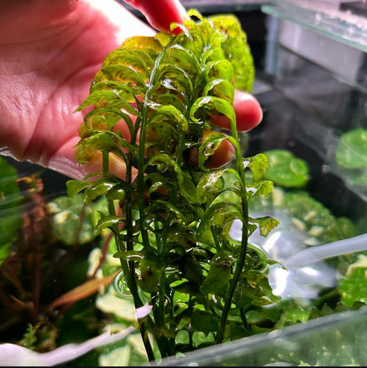 Crepidomanes auriculatum fern aka Hymenasplenium obscurum Aquarium Fish Tank Aquatic Plant