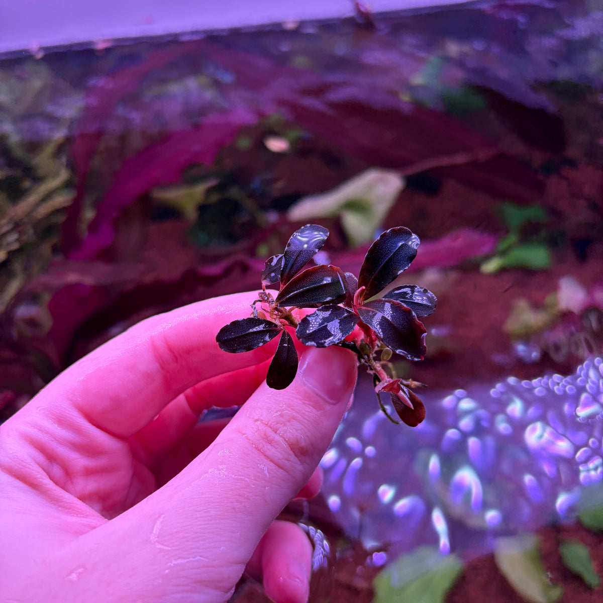 Bucephalandra Neo
