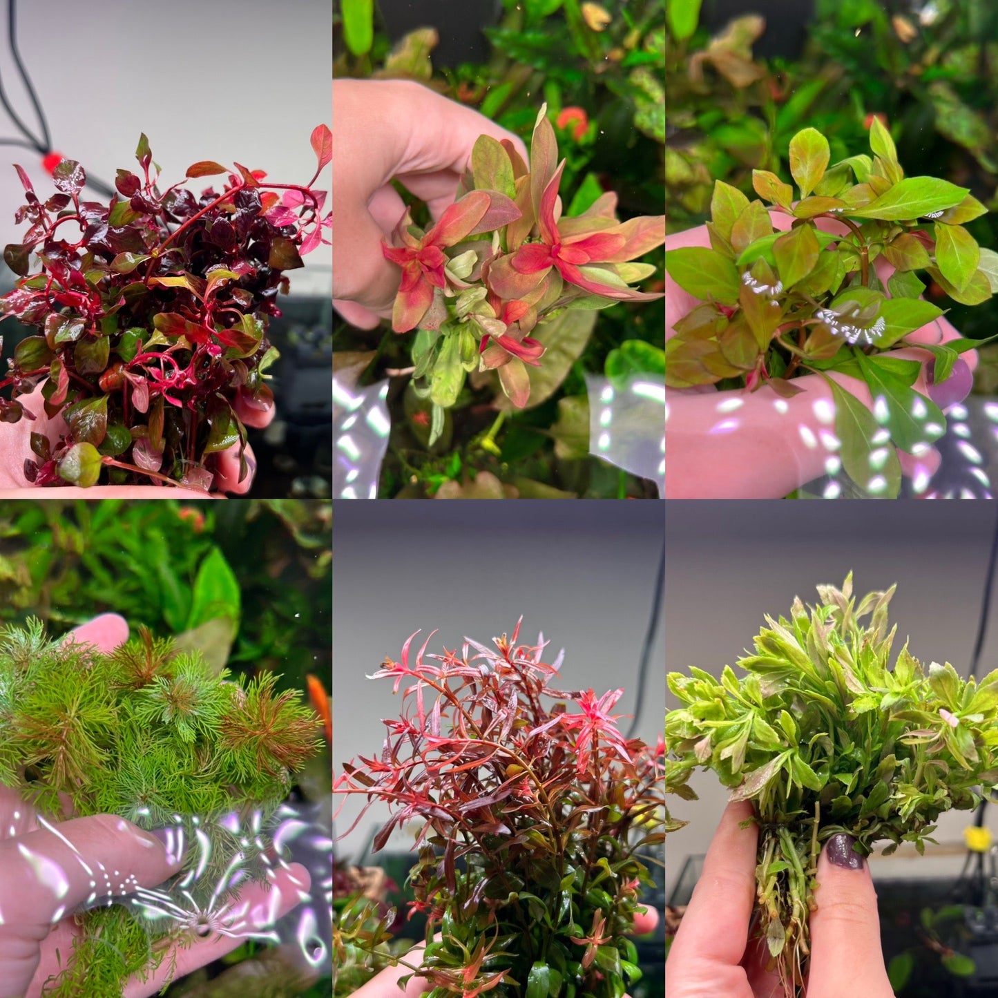 41x Mega Stem Bunch Pack + Bonus Aponogeton Crispus Red