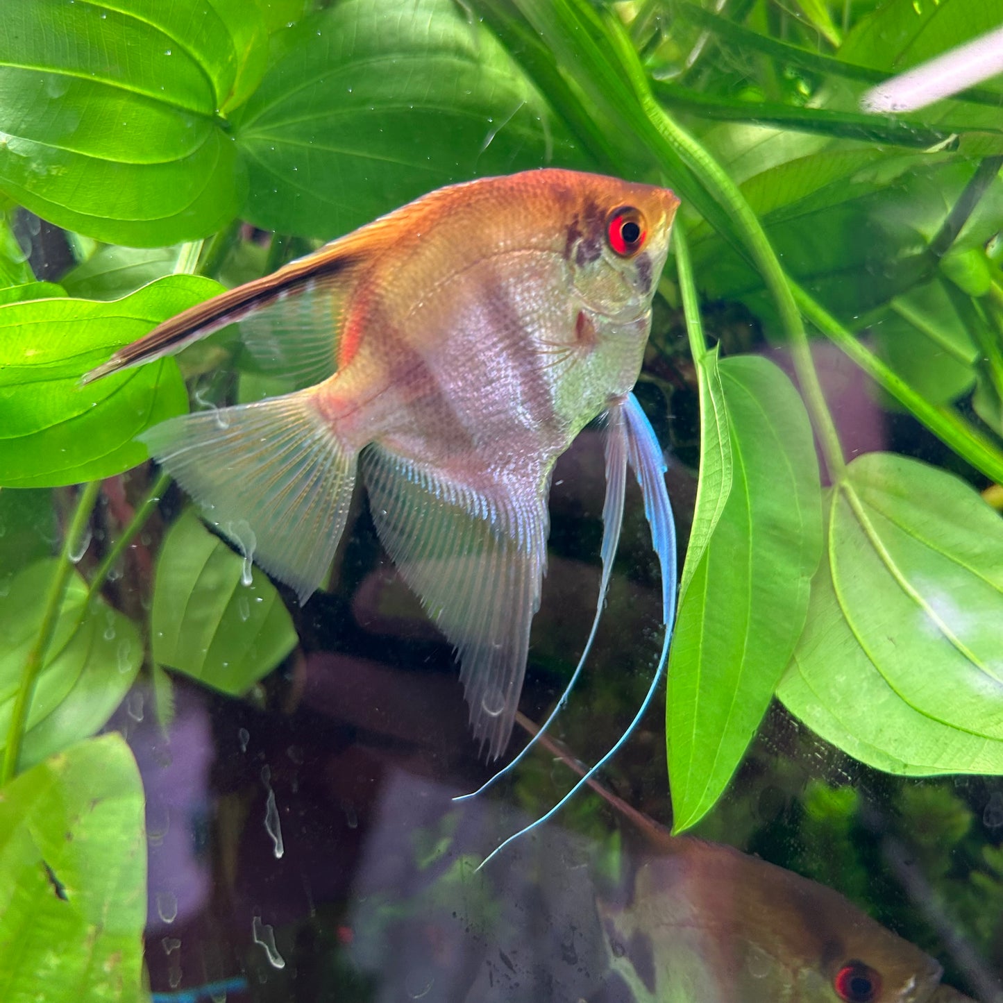 Assorted Angelfish Pterophyllum scalare 7-8cm