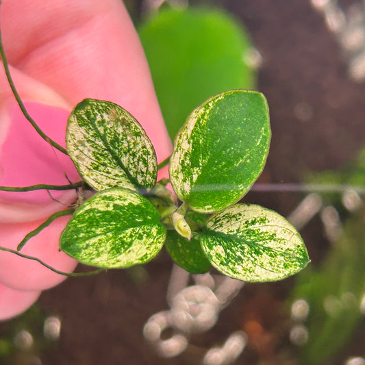 Anubias Pinto ★