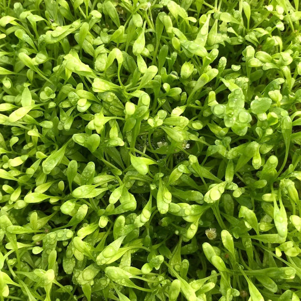 Glossostigma elatinoides