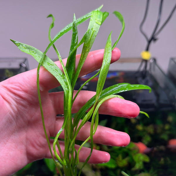 Echinodorus vesuvius ★