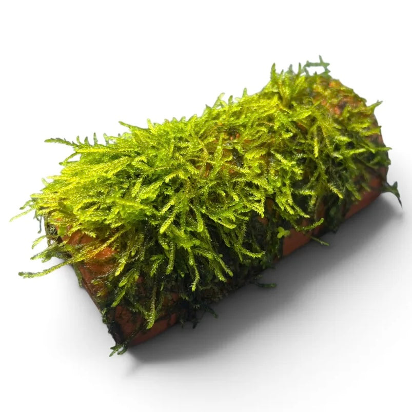 Terracotta Pleco Cave with Moss