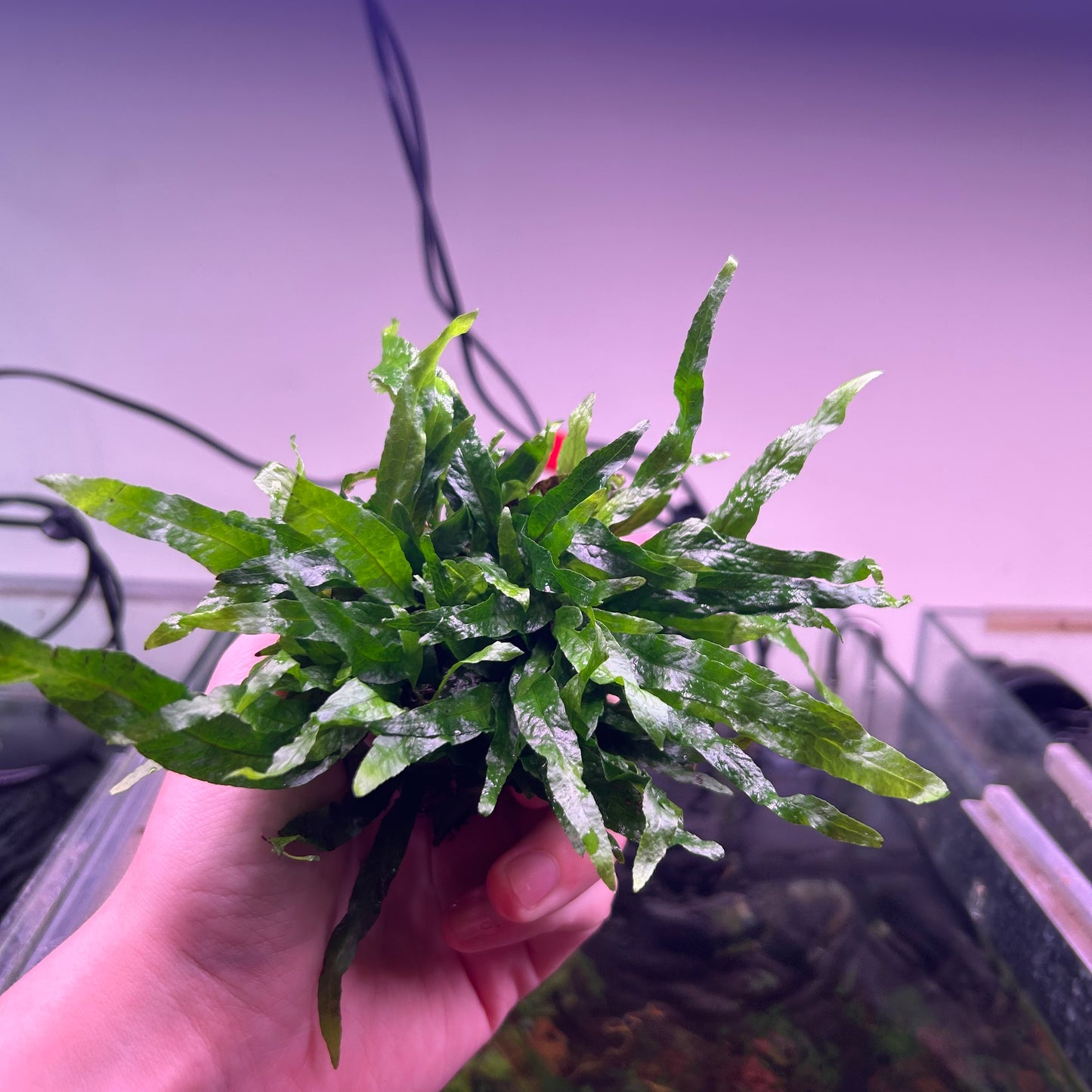 Java Fern Petite Clump on round Napad - Emersed Grown