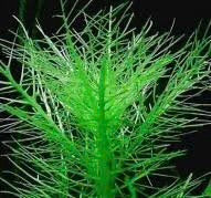 Hygrophila balsamica