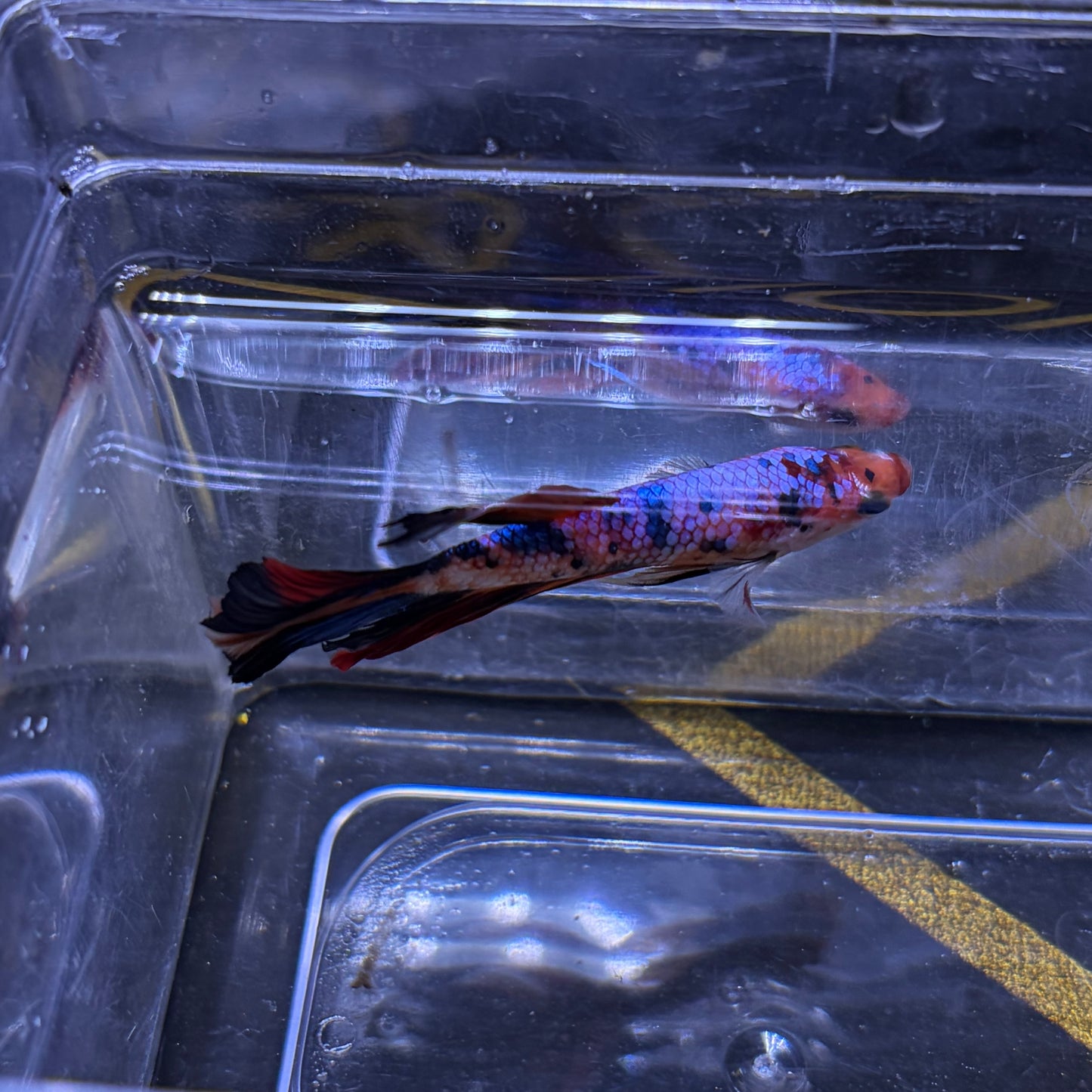 Halfmoon Multicolour/Koi Male Betta 3.5cm (A)