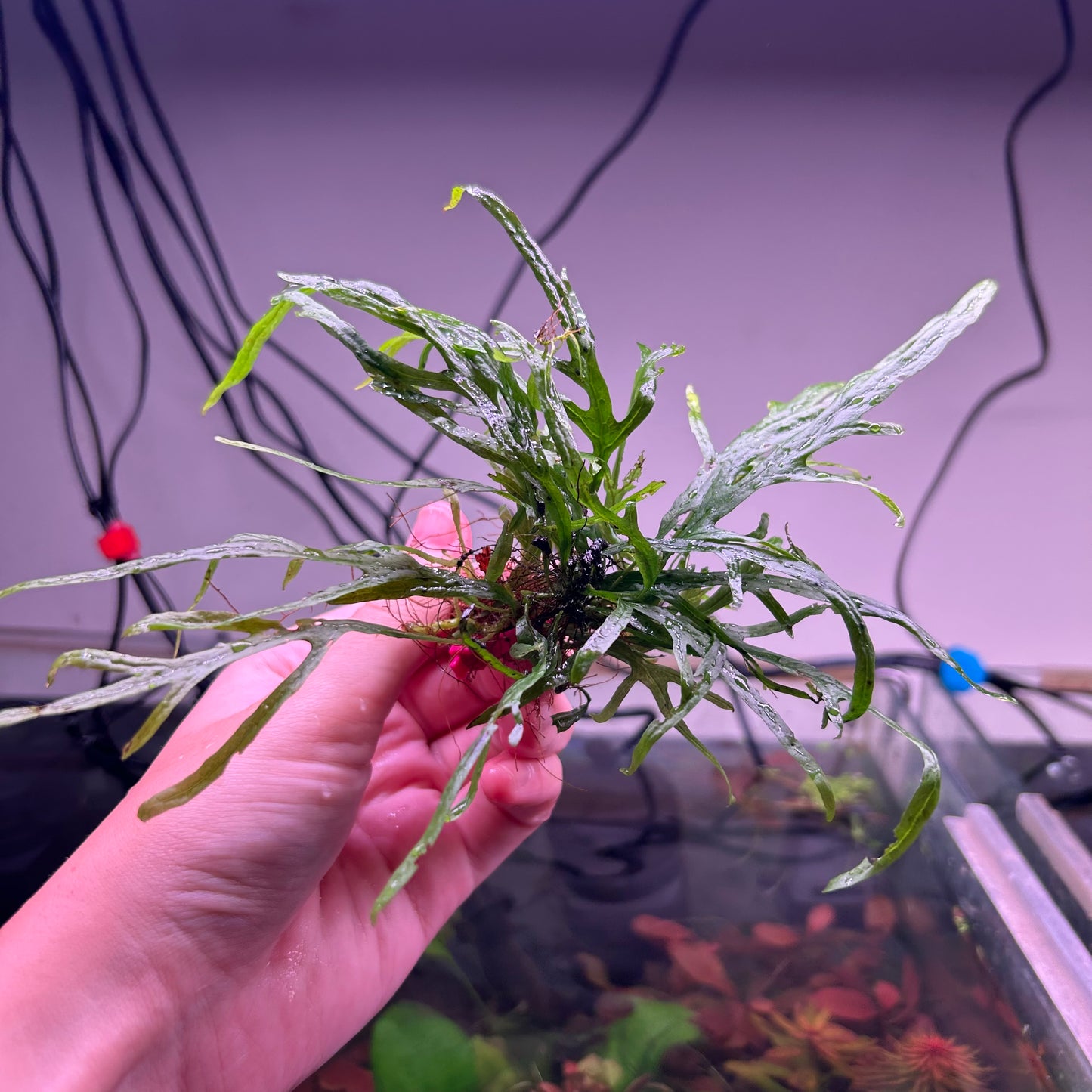 Trident Java Fern ★