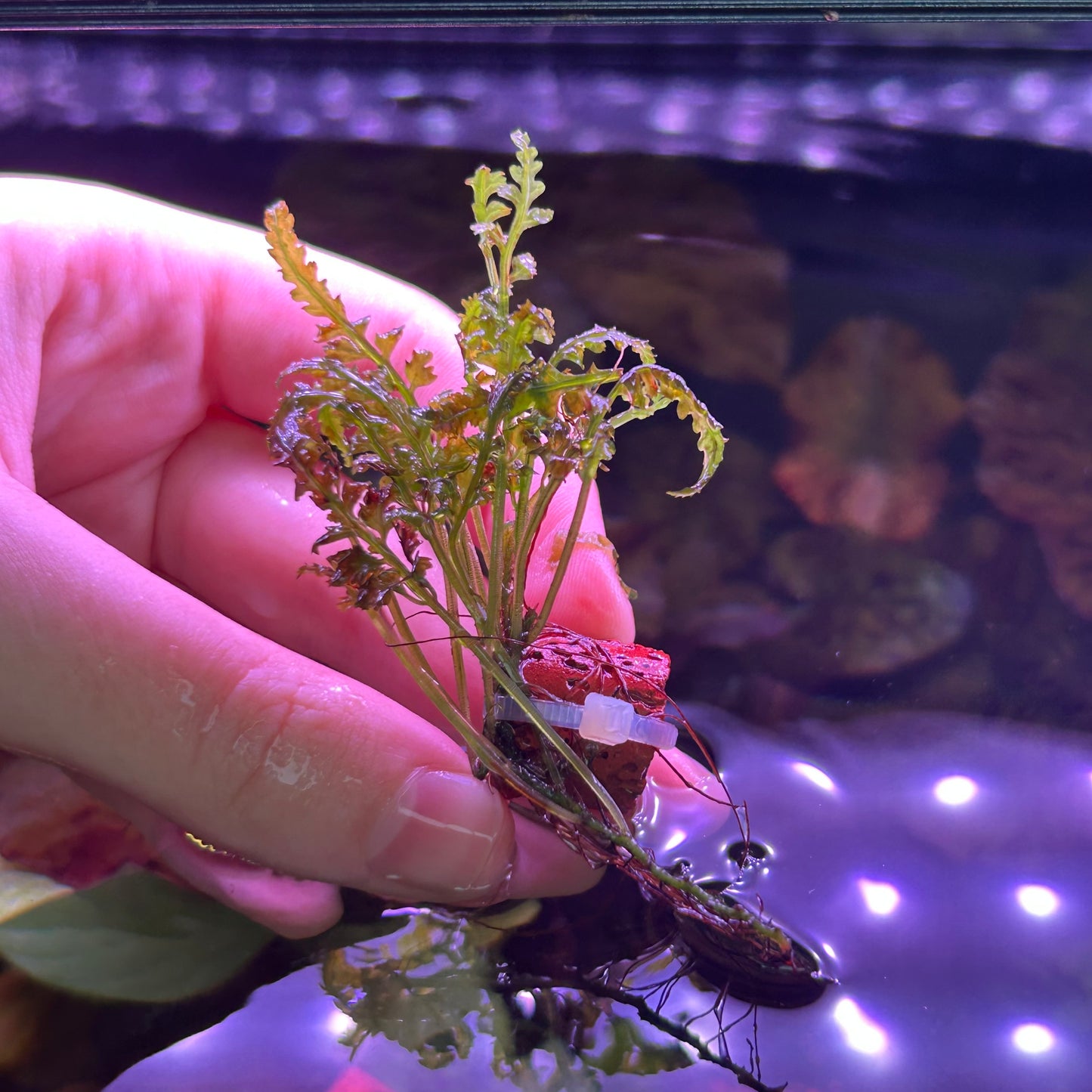 Bolbitus Gua Angin RARE