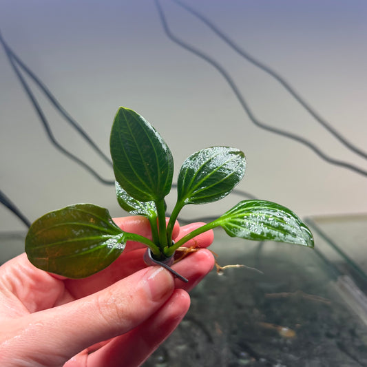 Echinodorus Iguazu 2009 - plant bare root