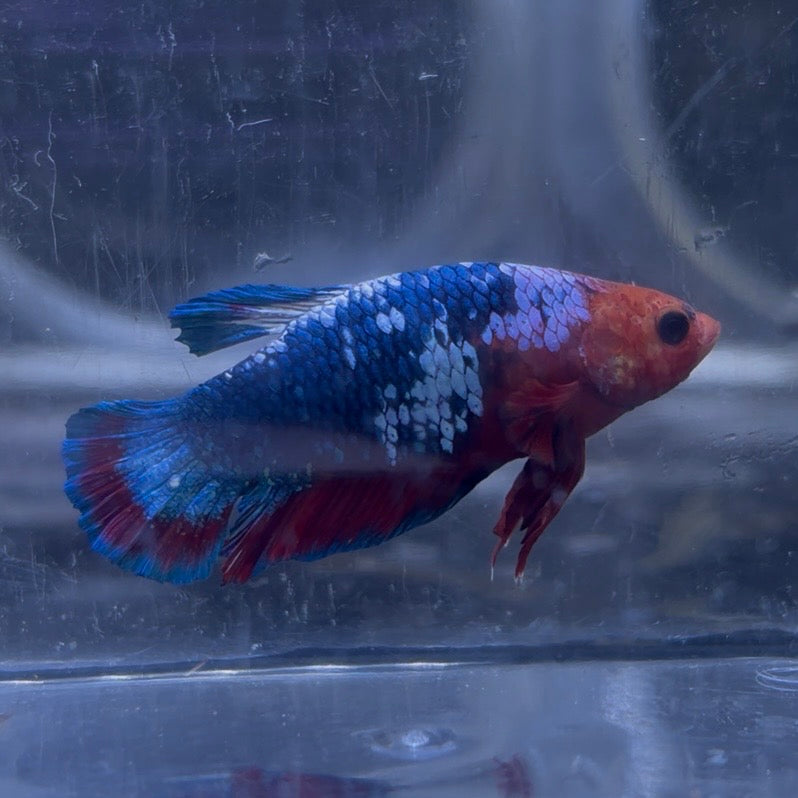 Red Hellboy Male Betta 3.5cm (D)