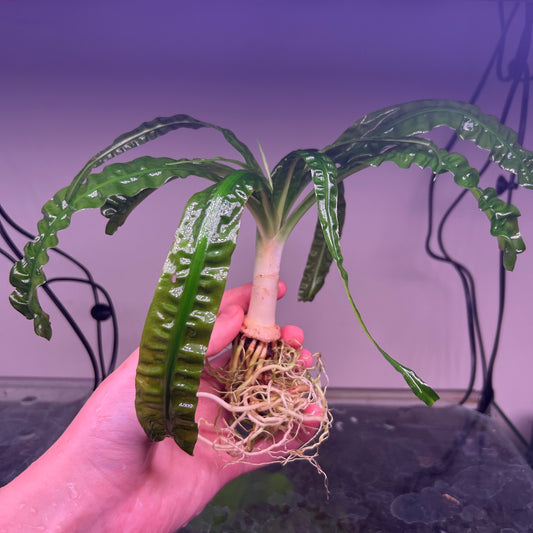 Crinum Natans - RARE