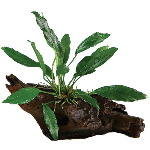 Anubias Afzelli - Large Driftwood
