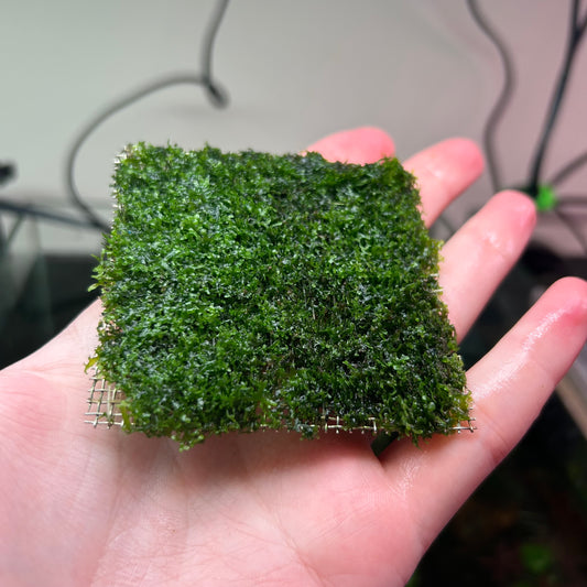 Coral Moss RARE - Riccardia Chamedryfolia 8x8cm on mesh