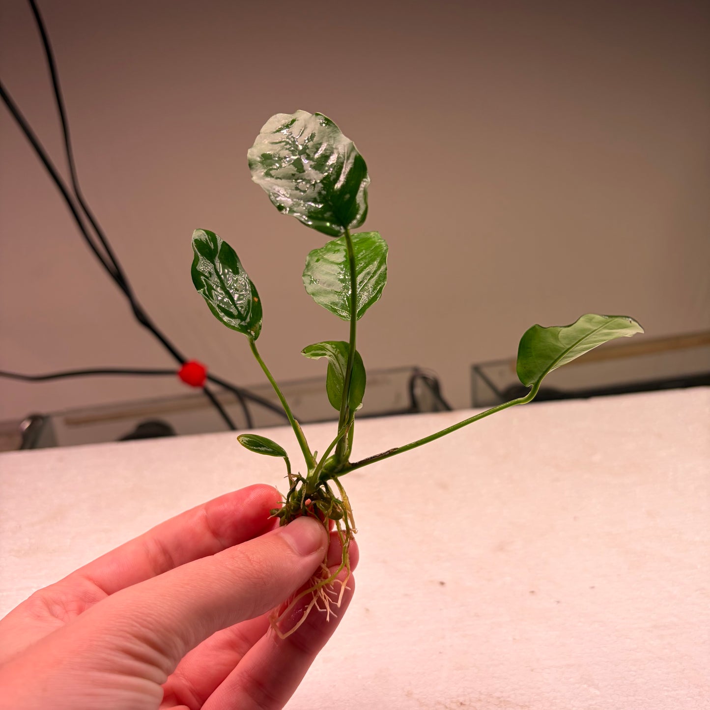 Anubias Pack 1A - 7x Plants