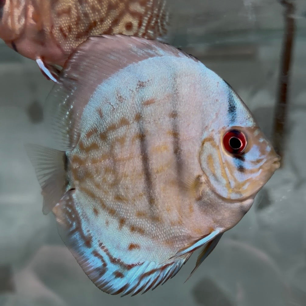 Assorted Discus 5-6cm
