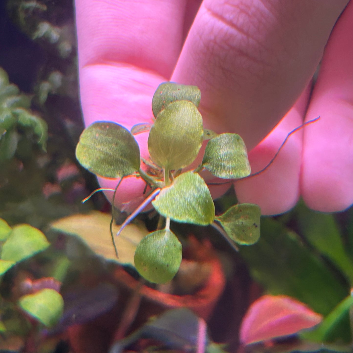 Schismatoglottis prietoi 5+ Leaf Aquarium Aquatic Fish Tank Plant submersed grown RARE