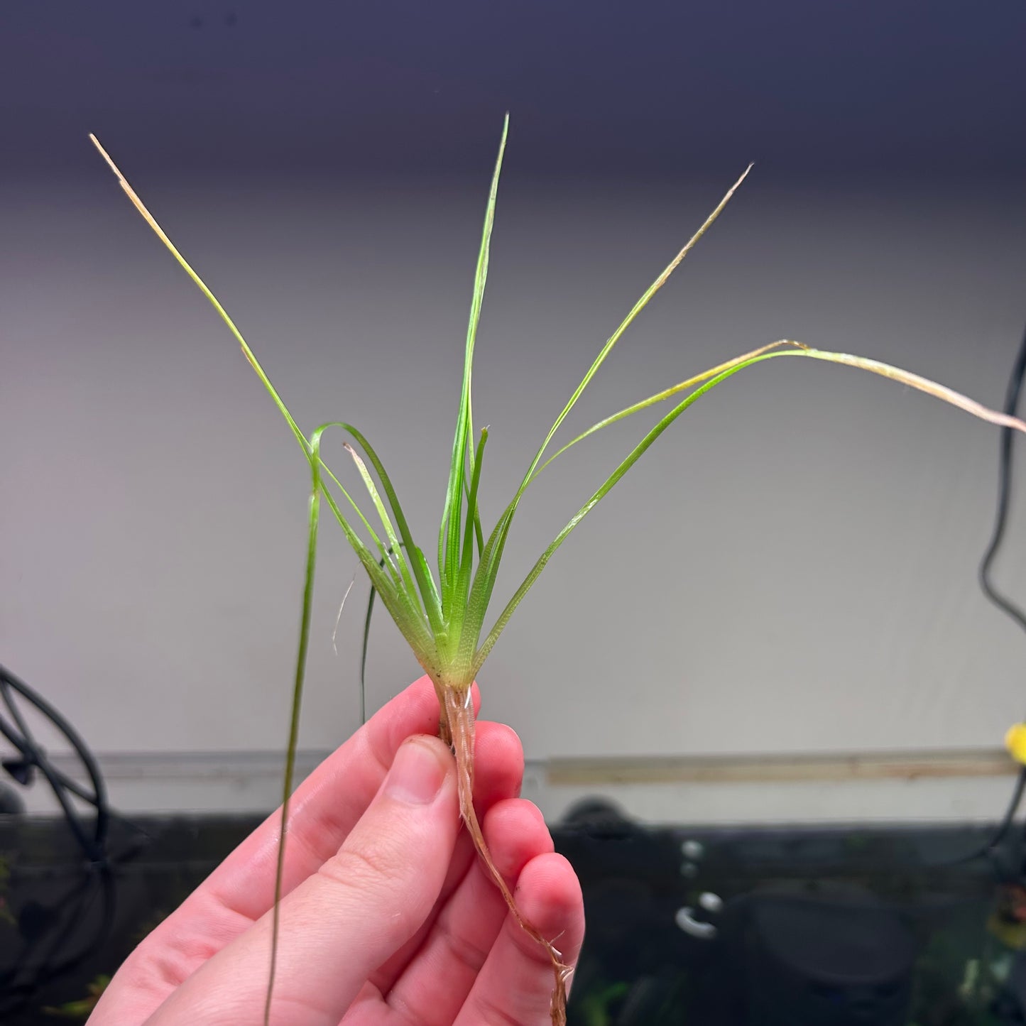 Eriocaulon breviscapum  ‘Feather Duster’ - Rare ★