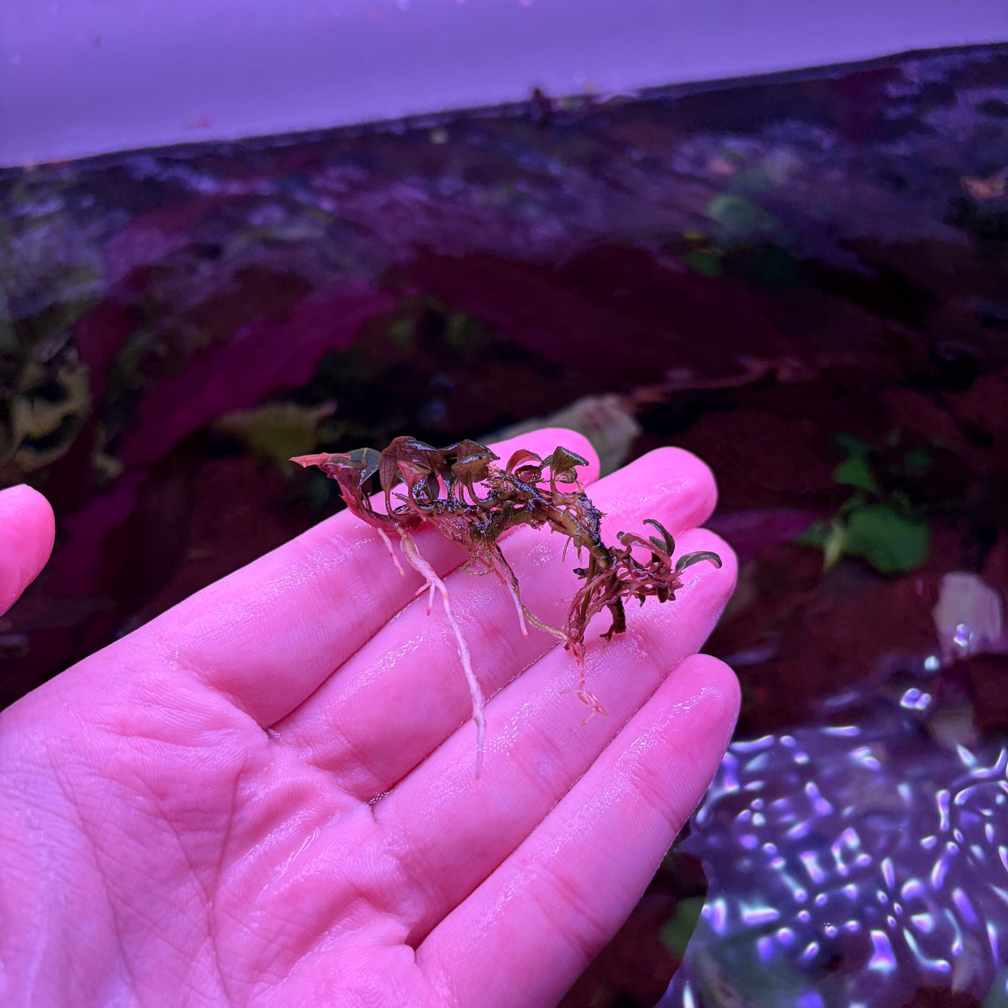 Bucephalandra Helena Cushang