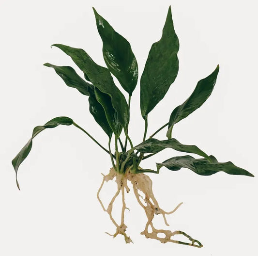 Anubias Frilly